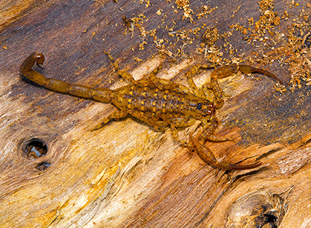 Bark Scorpion