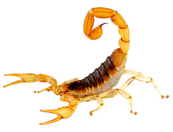 Bark Scorpion