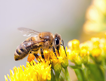 Honey bee on a flower