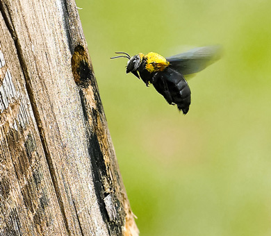 Carpenter Bees Mobile Header