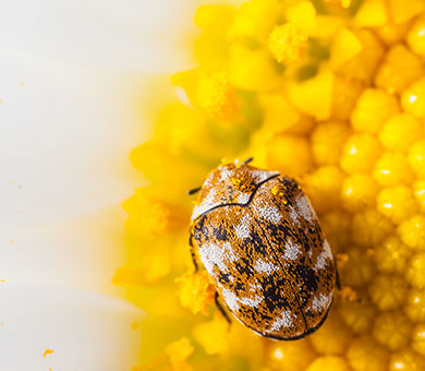 Carpet Beetle Header