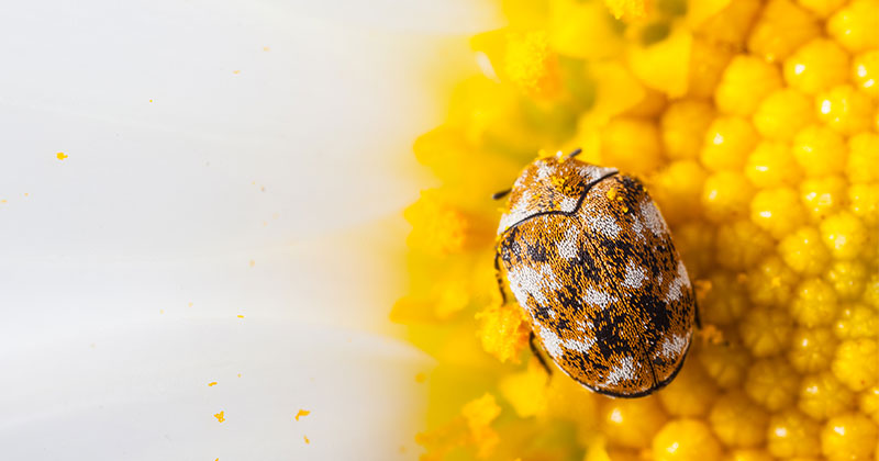 Carpet Beetle Header