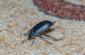 Carpet Beetles Signs