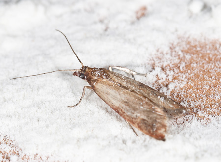 Indian-meal moth