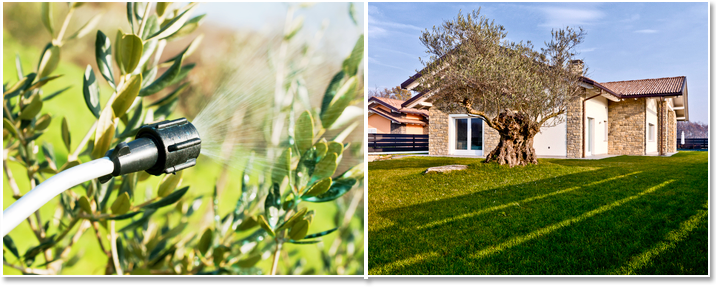 Olive tree spraying