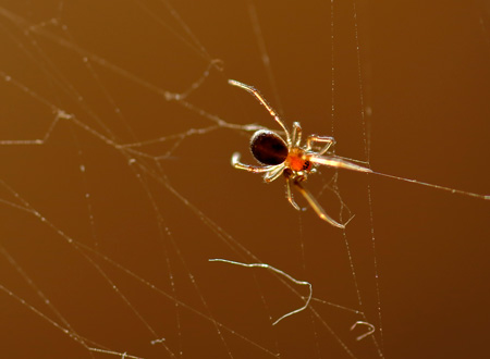 Spider on web