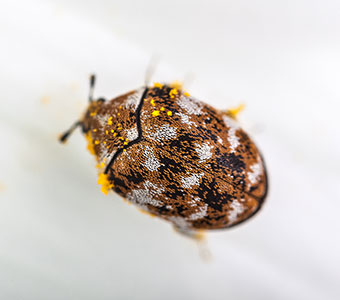 Carpet Beetle