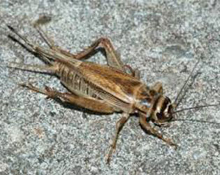 Indian House Crickets